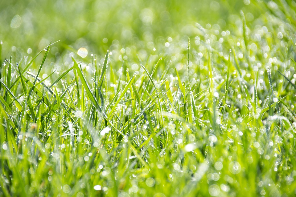 grass-1326759_960_720