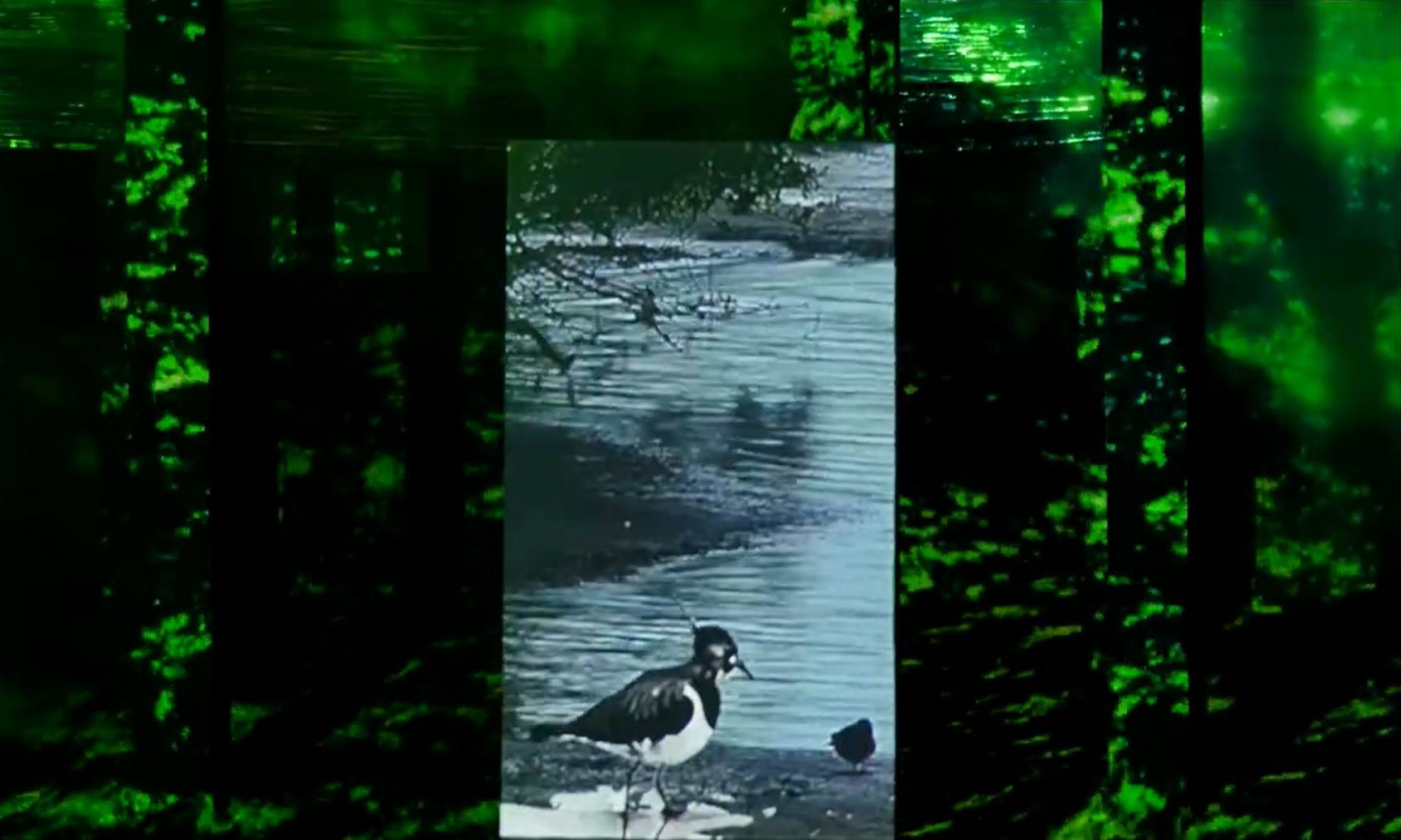 힐링 생태공원 : 영상 화조영모화 (시민 참여형 온라인 전시)