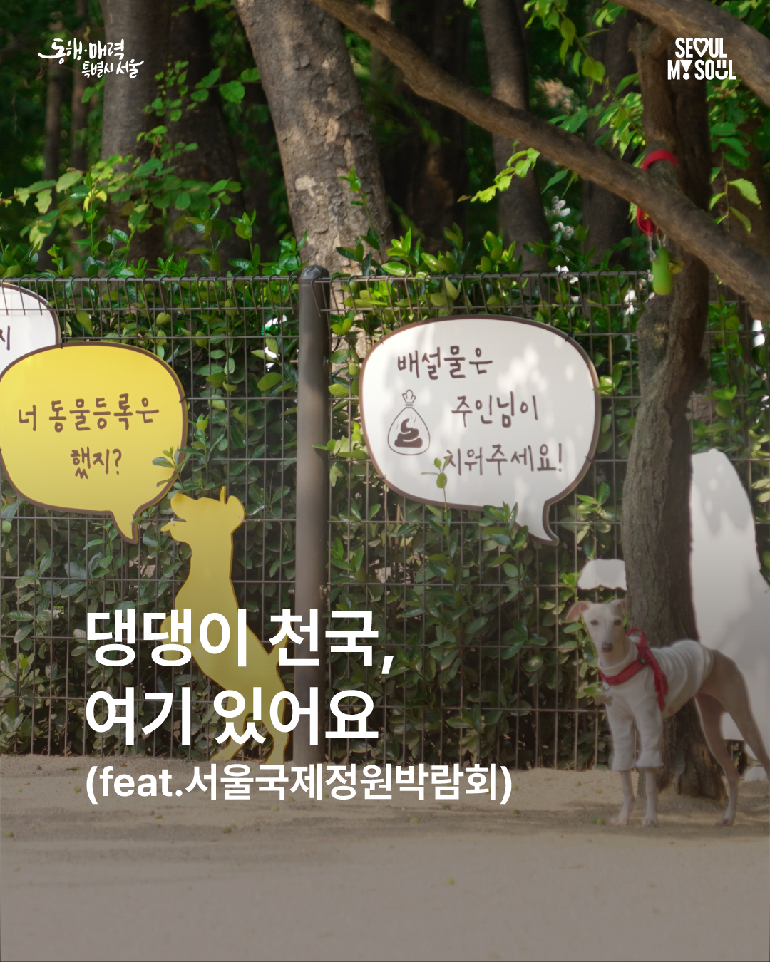 카드뉴스_반려동물 (1)